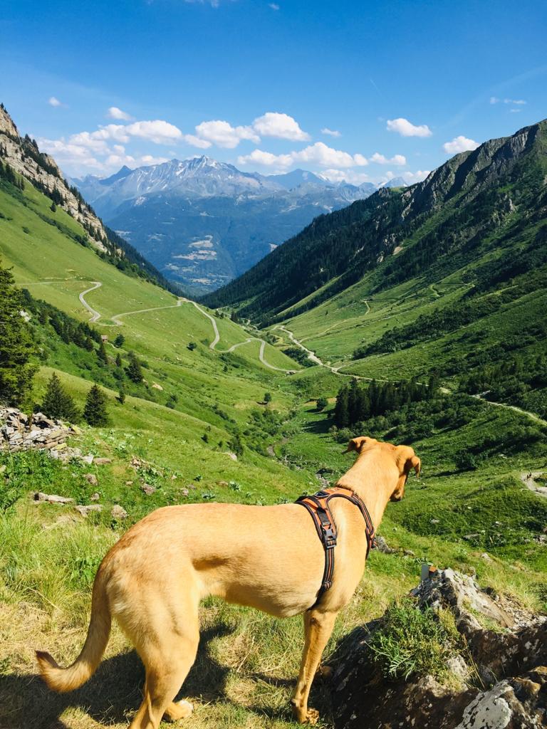 Randonnée avec son chien
