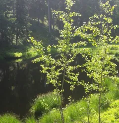 Veen van de Lac Noir
