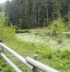 Lac Noir veen