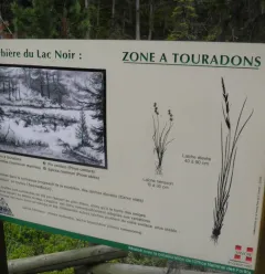 Lac Noir veen