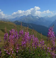 zomerlandschap