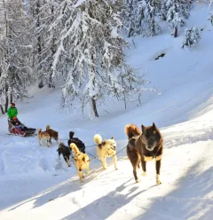 Sledehond