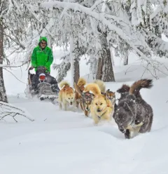 Sledehond