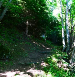 Sur le sentier en forêt