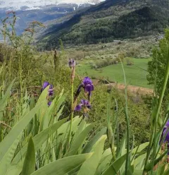 Vignes de La Côte d'Aime