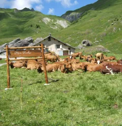 Plan Pichu, vallei van la Plagne
