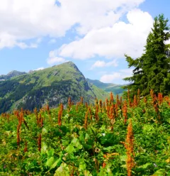 Plan des Gouilles hut via Enclos du Seil