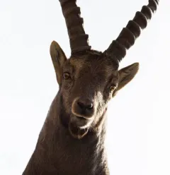 Ibex