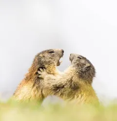Groundhog
