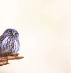 Kleine Uil