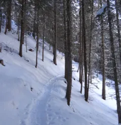 Taillette sneeuwschoenroute