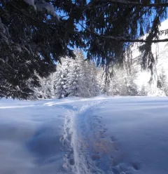 Sneeuwschoenwandeling Comba Damon