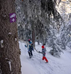 Parcours "Le Bois des Fornettes"
