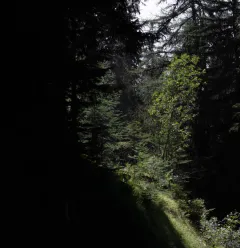 Route Bois des Fornettes