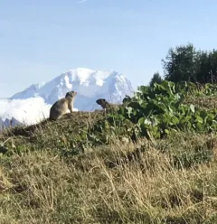 Rando Marmottes