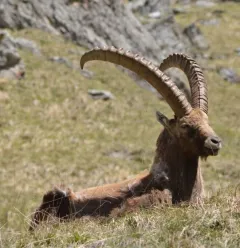 Sortie d'observation de la Faune Sauvage à la Plagne