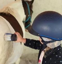 Brossage du poney