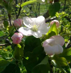vergers de macot