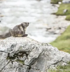 OT marmotte_DSC3366.jpg