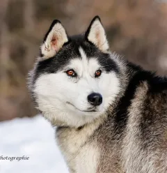 Portrait canin en hiver
