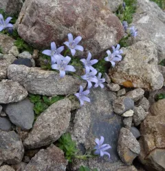 Fleurs