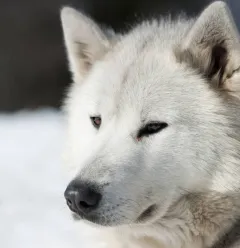 Cani-raquettes