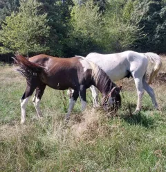 Paardrijtochten in Granier_Aime-la-Plagne