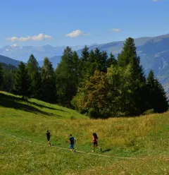 Trail