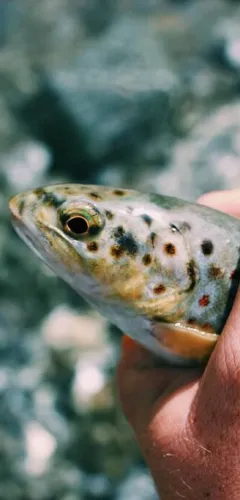 Forel