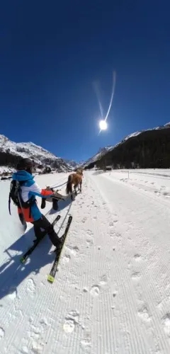 Ski joëring