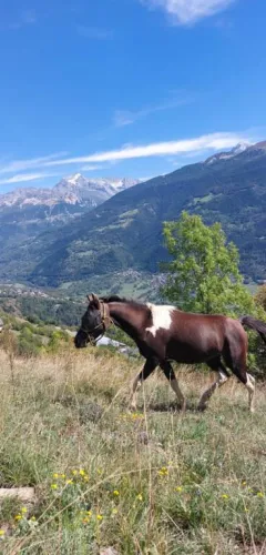 Les balades à cheval de Granier_Aime-la-Plagne