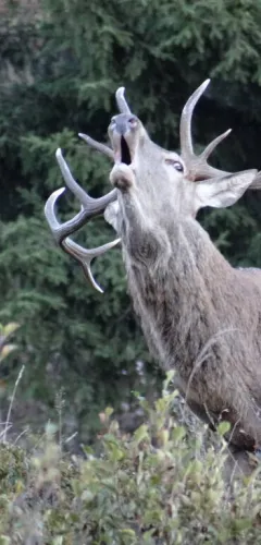 Brame du cerf
