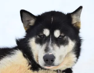 Sledehond