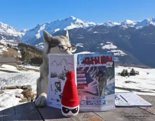 Jalyss - husky - le chien sportif