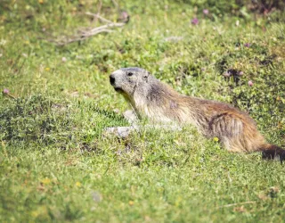 Marmotte