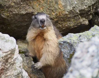 Natuur en ontdekking I Hooggelegen flora en fauna - La Sassière_Montchavin-les-Coches