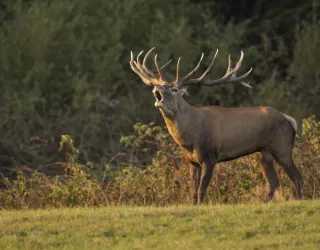 Cerf