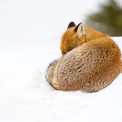 Renard-JNJ_Photo-9995-1920px.JPG