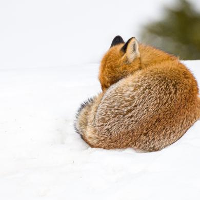 Renard-JNJ_Photo-9995-1920px.JPG
