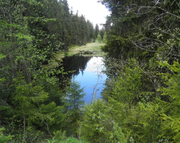 Lac Noir veen