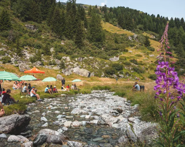Rencontre d'alpage