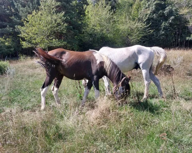 Les balades à cheval de Granier_Aime-la-Plagne