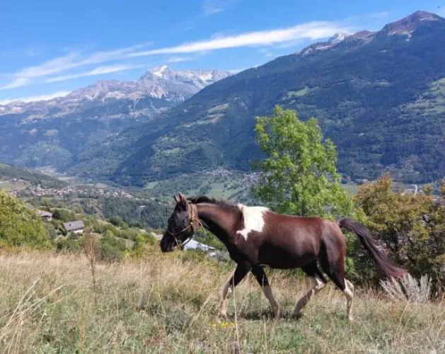 Paardrijtochten in Granier_Aime-la-Plagne