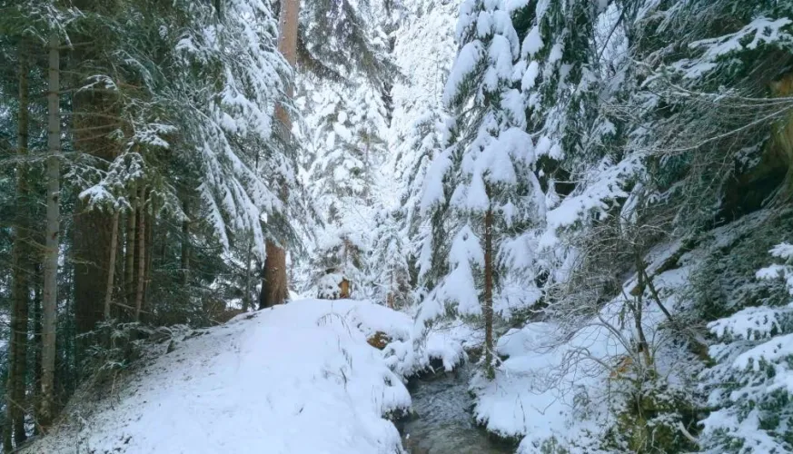 Wandeling op sneeuwschoenen - Le Grand Bief_Aime-la-Plagne