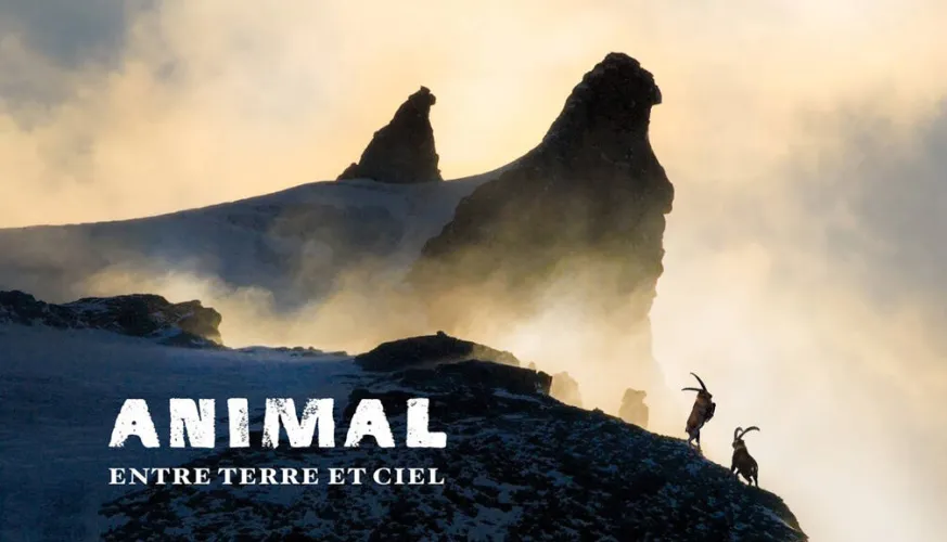 Projection LAPIED : "ANIMAL - Entre Terre et Ciel" | Cinéma de montagne_Champagny-en-Vanoise