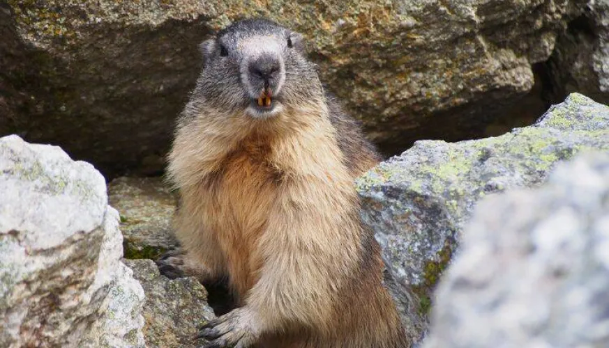 Natuur en ontdekking I Hooggelegen flora en fauna - La Sassière_Montchavin-les-Coches