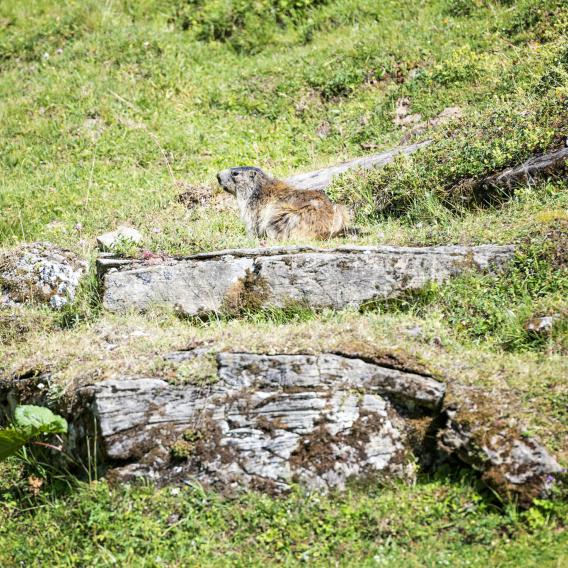 Marmotte à La Plagne Champagny en Vanoise