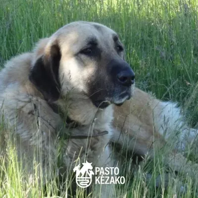 Beschermhonden: de beste werkwijzen