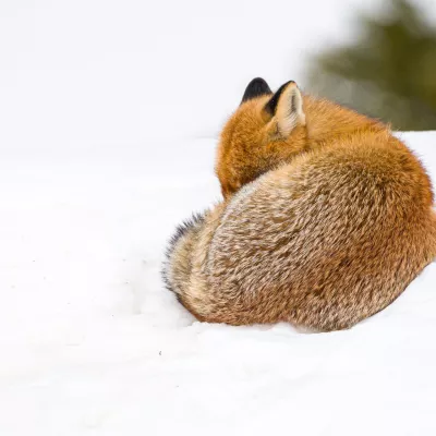 Feit of fictie? Test je kennis van bergfauna en -flora