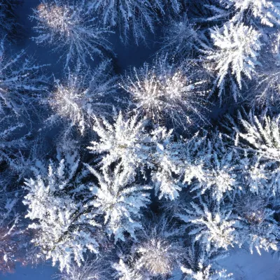 De roeping van het bos